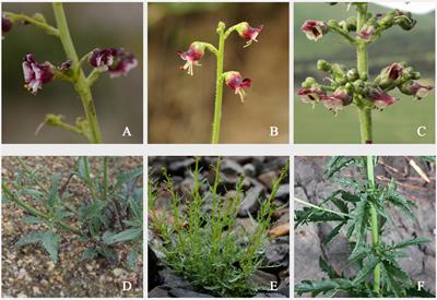 Plio-Pleistocene climatic change drives allopatric speciation and population divergence within the Scrophularia incisa complex (Scrophulariaceae) of desert and steppe subshrubs in Northwest China